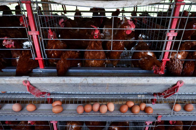 Brazil can no longer export poultry, meat to EU due to bird flu- Ảnh 1. Brazil can no longer export poultry, meat to EU due to bird flu- Ảnh 1.