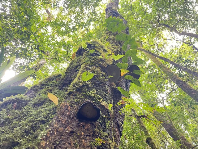 Conquering Ngoc Linh peak: The rooftop of Central Highlands and southern Vietnam- Ảnh 8. Conquering Ngoc Linh peak: The rooftop of Central Highlands and southern Vietnam- Ảnh 8.