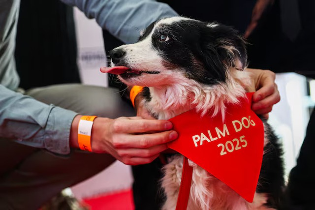 Icelandic sheepdog named Panda claims Palm Dog's top prize at Cannes - Ảnh 1. Icelandic sheepdog named Panda claims Palm Dog's top prize at Cannes - Ảnh 1.