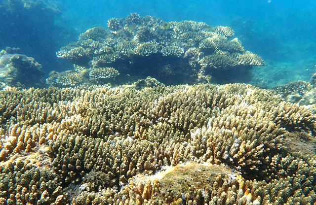 Vietnam’s Nha Trang cordons off coastal area to protect coral reefs - Ảnh 1.