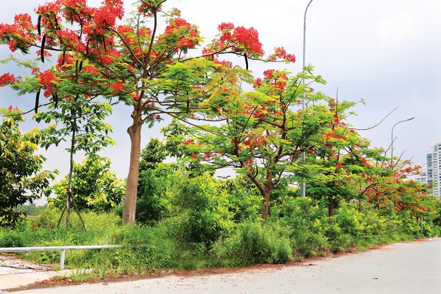 Thành phố có còn những đường phượng bay - Ảnh 1.