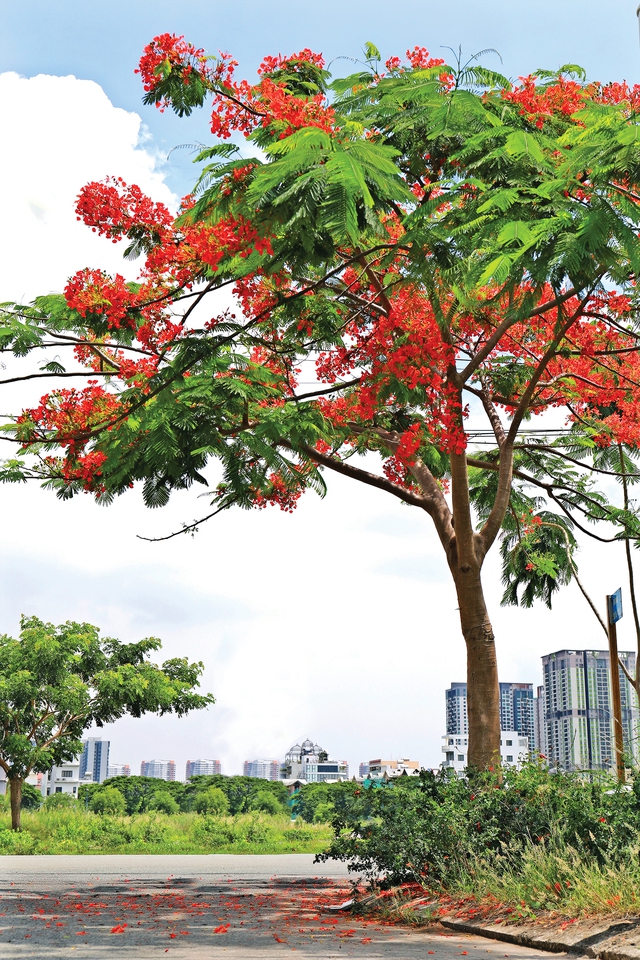 Thành phố có còn những đường phượng bay - Ảnh 2.
