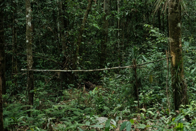 Nickel rush for stainless steel, EVs guts Indonesia tribe's forest home- Ảnh 7.