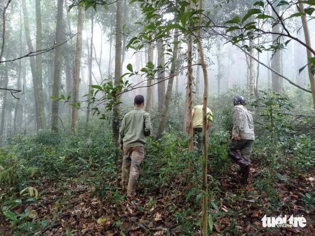 Scientists identify centuries-old tea forest on Vietnam’s Ta Dung peak - Ảnh 1. Scientists identify centuries-old tea forest on Vietnam’s Ta Dung peak - Ảnh 1.