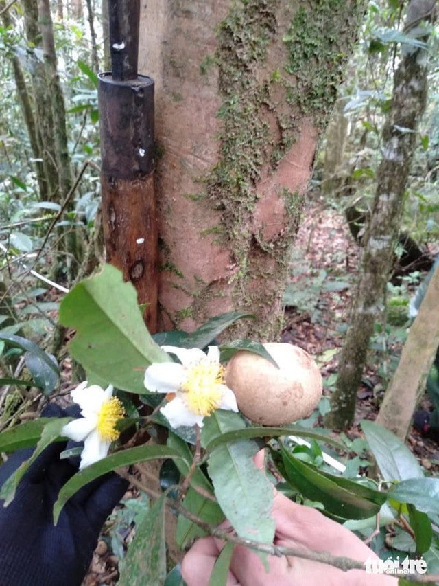 Scientists identify centuries-old tea forest on Vietnam’s Ta Dung peak - Ảnh 2. Scientists identify centuries-old tea forest on Vietnam’s Ta Dung peak - Ảnh 2.