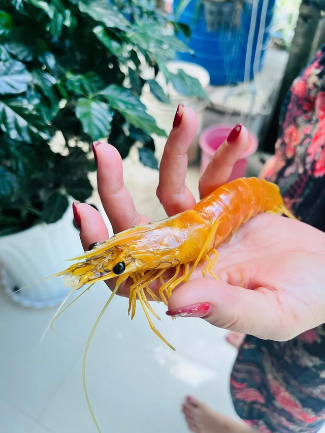Rare golden tiger prawn discovered in Vietnam’s Ca Mau - Ảnh 1.