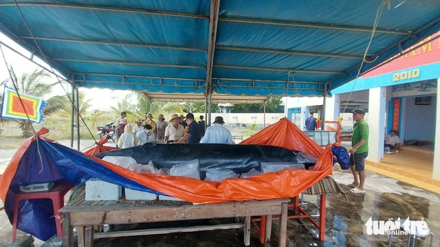 Beached whale dies off south-central Vietnam coast - Ảnh 2. Beached whale dies off south-central Vietnam coast - Ảnh 2.
