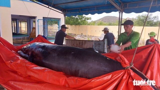 Beached whale dies off south-central Vietnam coast - Ảnh 3. Beached whale dies off south-central Vietnam coast - Ảnh 3.