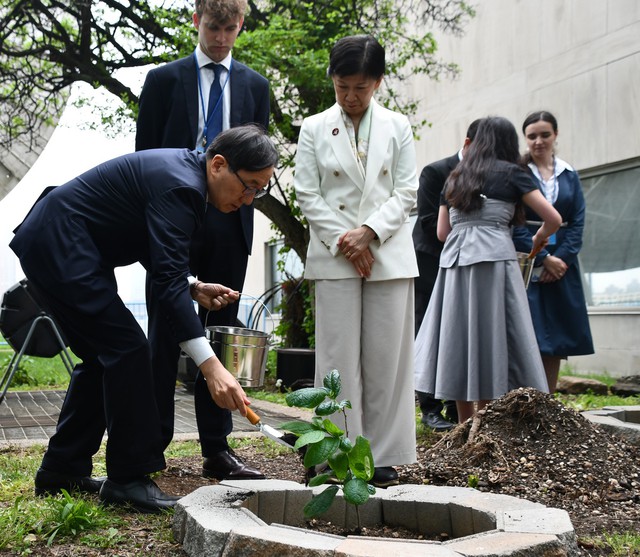 Saplings from A-bombed tree planted at UN headquarters - Ảnh 1.