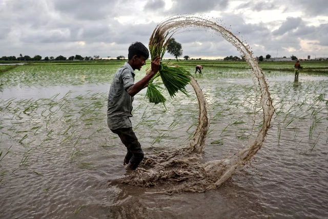 Global rice prices have hit a floor, but India's supply glut will smother any gains- Ảnh 1. Global rice prices have hit a floor, but India's supply glut will smother any gains- Ảnh 1.