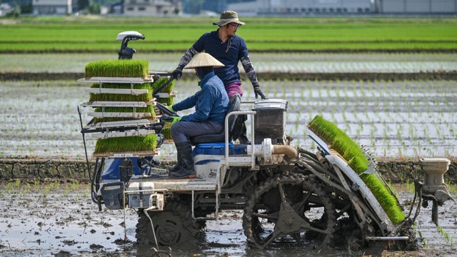 Rice prices Japan's hot political issue, on and off the farm- Ảnh 1. Rice prices Japan's hot political issue, on and off the farm- Ảnh 1.