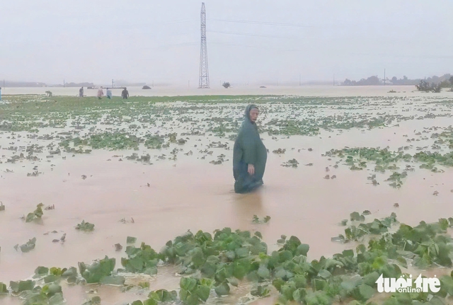 Storm Wutip causes flooding to over 700 homes, vast farmland in Vietnam’s Quang Nam - Ảnh 1.