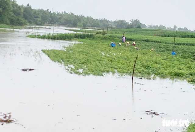 Storm Wutip causes flooding to over 700 homes, vast farmland in Vietnam’s Quang Nam - Ảnh 4.