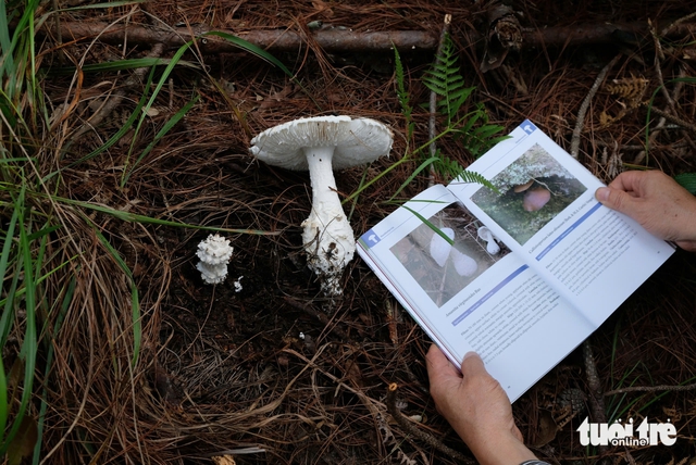 Wild mushroom foraging amid rainy season sparks poisoning cases in Vietnam’s Da Lat- Ảnh 2. Wild mushroom foraging amid rainy season sparks poisoning cases in Vietnam’s Da Lat- Ảnh 2.