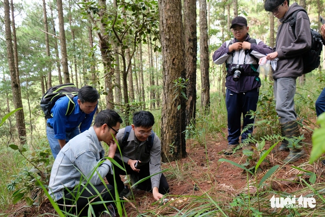 Wild mushroom foraging amid rainy season sparks poisoning cases in Vietnam’s Da Lat- Ảnh 3. Wild mushroom foraging amid rainy season sparks poisoning cases in Vietnam’s Da Lat- Ảnh 3.