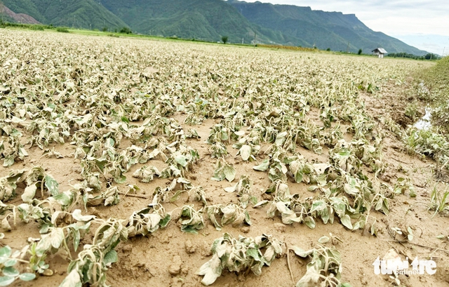 Off-season floods take heavy toll on crops in central Vietnam’s flood-prone district- Ảnh 1. Off-season floods take heavy toll on crops in central Vietnam’s flood-prone district- Ảnh 1.