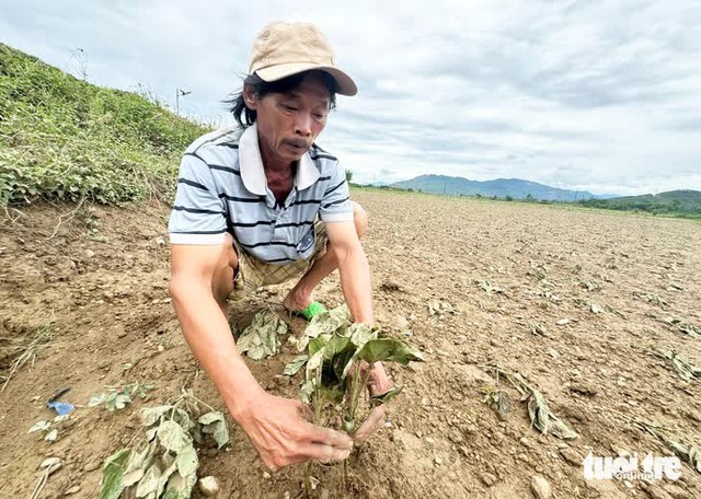 Off-season floods take heavy toll on crops in central Vietnam’s flood-prone district- Ảnh 2. Off-season floods take heavy toll on crops in central Vietnam’s flood-prone district- Ảnh 2.
