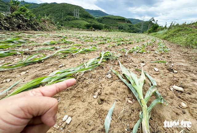 Off-season floods take heavy toll on crops in central Vietnam’s flood-prone district- Ảnh 4. Off-season floods take heavy toll on crops in central Vietnam’s flood-prone district- Ảnh 4.
