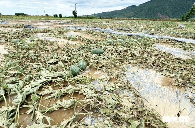 Off-season floods take heavy toll on crops in central Vietnam’s flood-prone district- Ảnh 6. Off-season floods take heavy toll on crops in central Vietnam’s flood-prone district- Ảnh 6.
