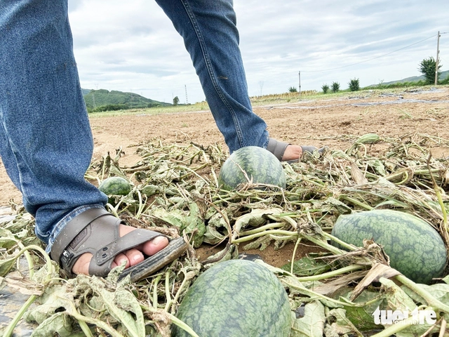 Off-season floods take heavy toll on crops in central Vietnam’s flood-prone district- Ảnh 7. Off-season floods take heavy toll on crops in central Vietnam’s flood-prone district- Ảnh 7.