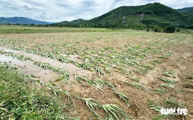 Off-season floods take heavy toll on crops in central Vietnam’s flood-prone district- Ảnh 8. Off-season floods take heavy toll on crops in central Vietnam’s flood-prone district- Ảnh 8.