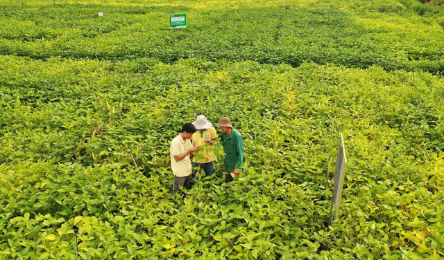 Vietnam becomes key market for US soybeans
- Ảnh 1. Vietnam becomes key market for US soybeans
- Ảnh 1.