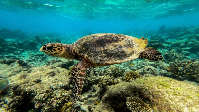 Oceans feel the heat from human climate pollution - Ảnh 1. Oceans feel the heat from human climate pollution - Ảnh 1.