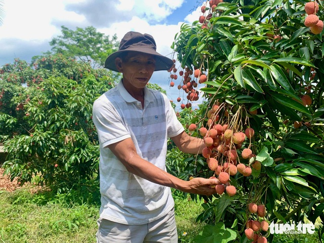 Phu Yen’s lychee gardens a new tourism hotspot in Vietnam - Ảnh 1.