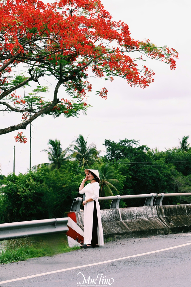 Vẻ đẹp xiêu lòng của hàng phượng vĩ ở Đồng Tháp - Ảnh 7.