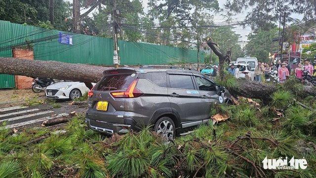 Ancient pine tree falls on moving car during heavy rain in Vietnam’s Da Lat- Ảnh 1. Ancient pine tree falls on moving car during heavy rain in Vietnam’s Da Lat- Ảnh 1.
