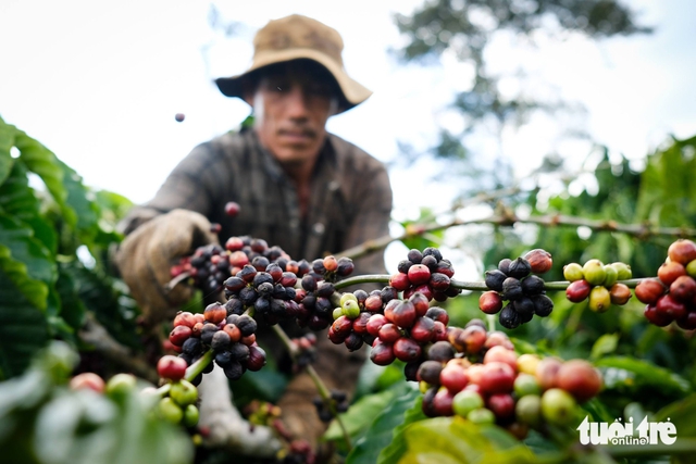 UN adopts resolution proposed by countries, including Vietnam, to set October 1 as International Coffee Day- Ảnh 1.