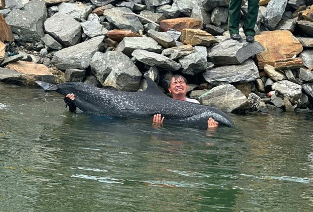 Dolphin found stranded at Da Nang port
- Ảnh 1. Dolphin found stranded at Da Nang port
- Ảnh 1.
