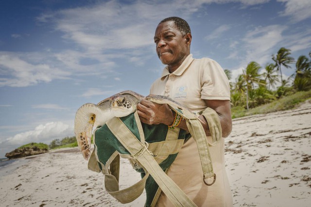 The Bright Side: Kenya NGO on a mission to save turtles from nets, plastics and rising tides - Ảnh 1.