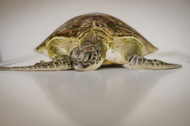 The Bright Side: Kenya NGO on a mission to save turtles from nets, plastics and rising tides - Ảnh 5.