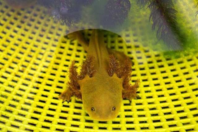 Mexican fishermen join fight to save extraordinary amphibian- Ảnh 1. Mexican fishermen join fight to save extraordinary amphibian- Ảnh 1.