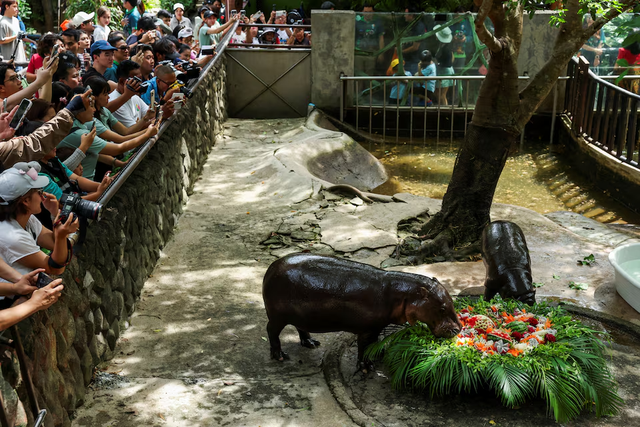 Thailand's hippo Moo Deng draws crowds at first birthday bash - Ảnh 2.
