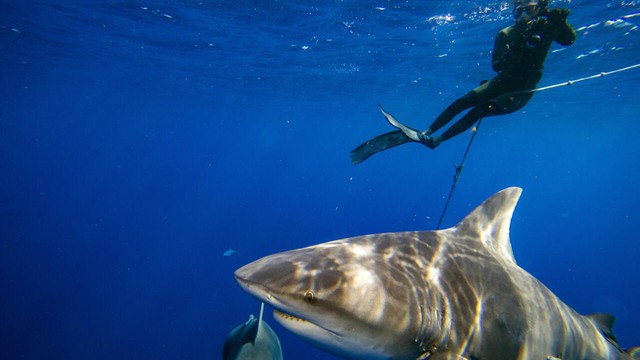 Bull sharks linger in warming Sydney waters- Ảnh 1. Bull sharks linger in warming Sydney waters- Ảnh 1.