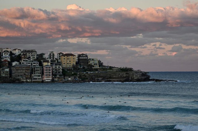 Bull sharks linger in warming Sydney waters- Ảnh 2. Bull sharks linger in warming Sydney waters- Ảnh 2.