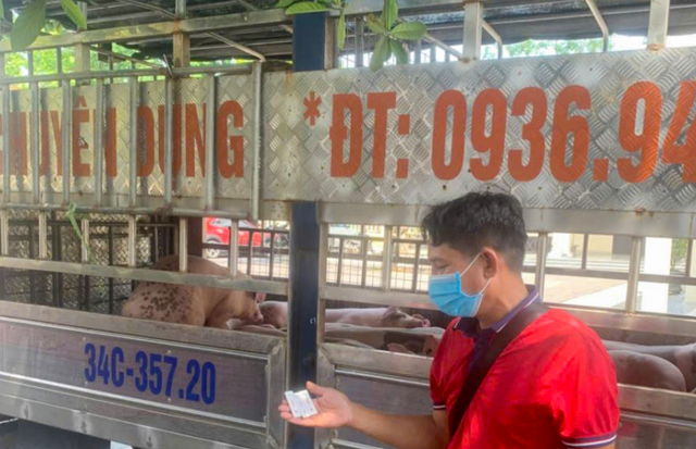 Several localities in northern Vietnam report new African swine fever outbreaks
- Ảnh 1. Several localities in northern Vietnam report new African swine fever outbreaks
- Ảnh 1.
