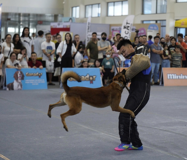 Hundreds of rare dogs, ‘cat beauties’ gather in Da Nang for central Vietnam’s first pet contest - Ảnh 3. Hundreds of rare dogs, ‘cat beauties’ gather in Da Nang for central Vietnam’s first pet contest - Ảnh 3.