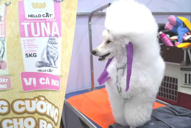 Hundreds of rare dogs, ‘cat beauties’ gather in Da Nang for central Vietnam’s first pet contest - Ảnh 6. Hundreds of rare dogs, ‘cat beauties’ gather in Da Nang for central Vietnam’s first pet contest - Ảnh 5.
