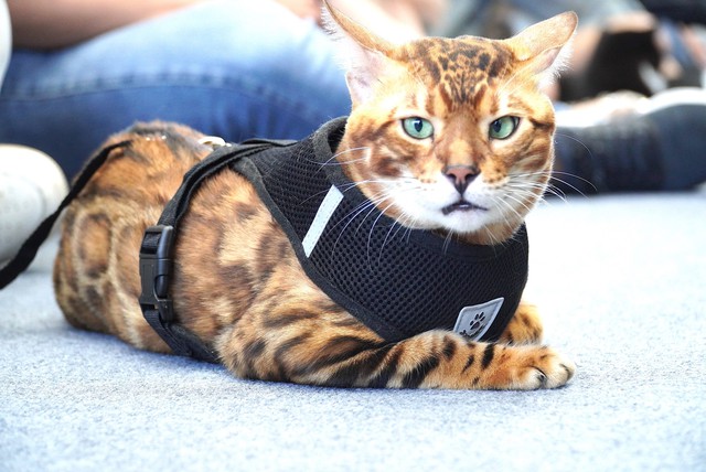 Hundreds of rare dogs, ‘cat beauties’ gather in Da Nang for central Vietnam’s first pet contest - Ảnh 10. Hundreds of rare dogs, ‘cat beauties’ gather in Da Nang for central Vietnam’s first pet contest - Ảnh 9.