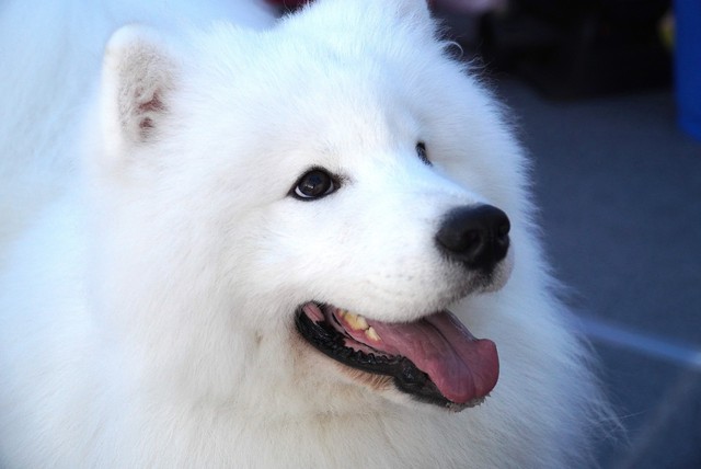 Hundreds of rare dogs, ‘cat beauties’ gather in Da Nang for central Vietnam’s first pet contest - Ảnh 1. Hundreds of rare dogs, ‘cat beauties’ gather in Da Nang for central Vietnam’s first pet contest - Ảnh 1.