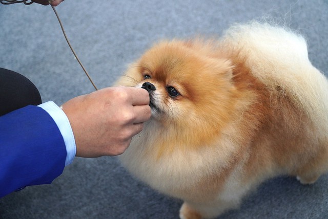 Hundreds of rare dogs, ‘cat beauties’ gather in Da Nang for central Vietnam’s first pet contest - Ảnh 7. Hundreds of rare dogs, ‘cat beauties’ gather in Da Nang for central Vietnam’s first pet contest - Ảnh 6.