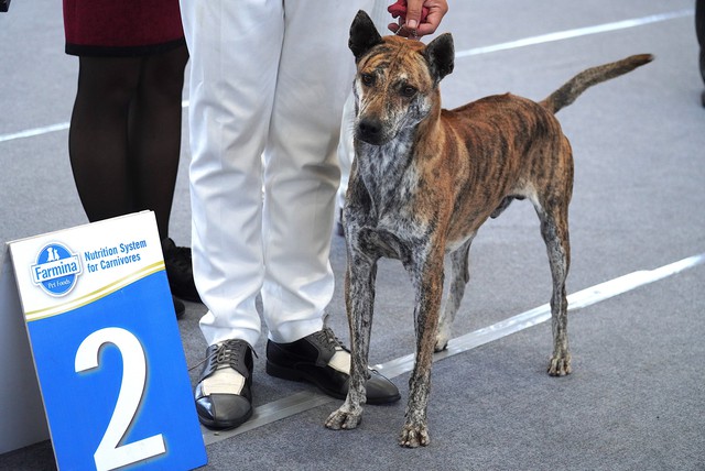 Hundreds of rare dogs, ‘cat beauties’ gather in Da Nang for central Vietnam’s first pet contest - Ảnh 2. Hundreds of rare dogs, ‘cat beauties’ gather in Da Nang for central Vietnam’s first pet contest - Ảnh 2.