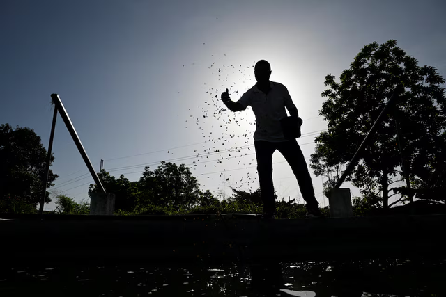 Meet the former Cuban doctor breeding flies for fish feed - Ảnh 1. Meet the former Cuban doctor breeding flies for fish feed - Ảnh 1.