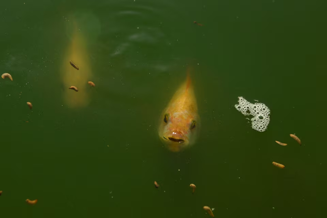 Meet the former Cuban doctor breeding flies for fish feed - Ảnh 2. Meet the former Cuban doctor breeding flies for fish feed - Ảnh 2.