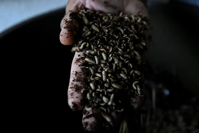 Meet the former Cuban doctor breeding flies for fish feed - Ảnh 3. Meet the former Cuban doctor breeding flies for fish feed - Ảnh 3.