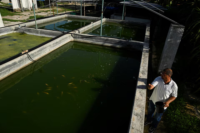 Meet the former Cuban doctor breeding flies for fish feed - Ảnh 4. Meet the former Cuban doctor breeding flies for fish feed - Ảnh 4.