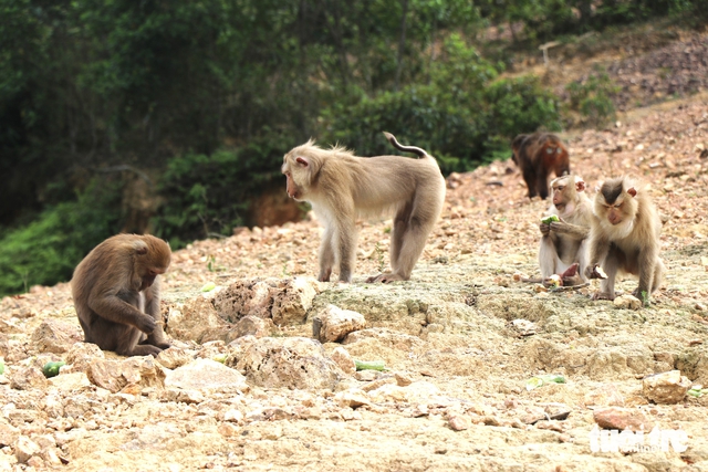 North-central Vietnam province approves eco-tourism plan for national park - Ảnh 2. North-central Vietnam province approves eco-tourism plan for national park - Ảnh 2.